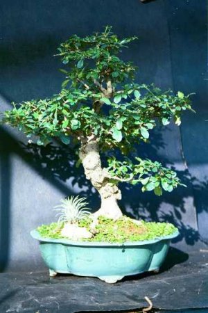 بونسای کارمونا میکروفیلا